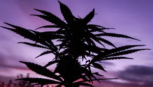 Image Magnificent Purple Ombre Sky Wallpaper