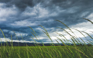 Image Vast Countryside Rolling Across A Horizon Of An Overcast Sky Wallpaper