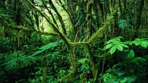 Immerse Yourself In The Wild With A Cool And Vibrant Jungle Desktop Background. Wallpaper