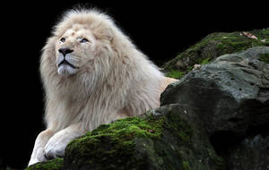 Incredible White Lion Wallpaper