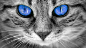 Indigo Cat Eyes Gray Cat Wallpaper