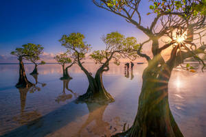 Indonesia Mangrove Trees Wallpaper