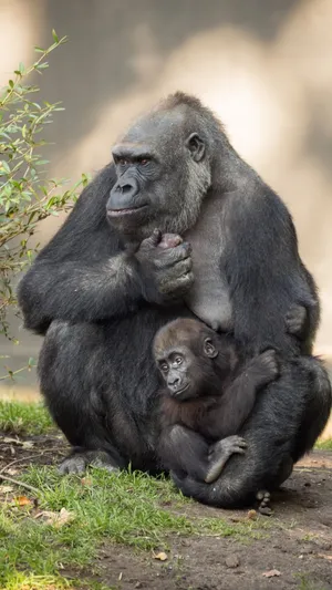 Infant And Nursing Mother Gorilla Iphone Wallpaper