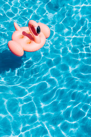 Inflatable Flamingo In A Pool Wallpaper