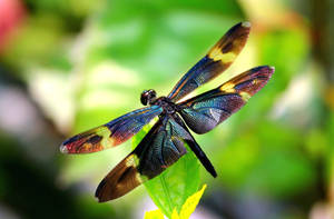 Insect Black Dragonfly Wallpaper