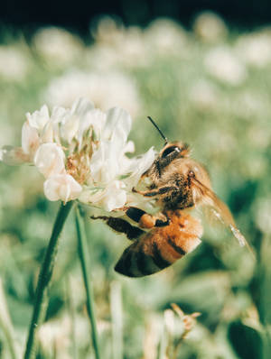 Insect Bumblebee Pollinating A Flower Wallpaper