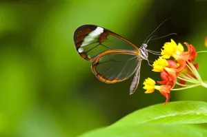 Insect Butterfly With Transparent Wings Wallpaper