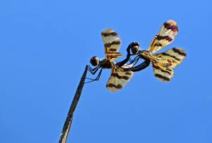 Insect Damselflies Mating Wallpaper