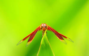 Insect Dragonfly With Red Wings Wallpaper