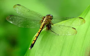 Insect Green Dragonfly Wallpaper