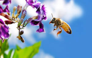 Insect Honeybee On A Flower Wallpaper