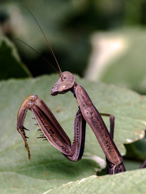 Insect Mantis Barbed Front Legs Wallpaper