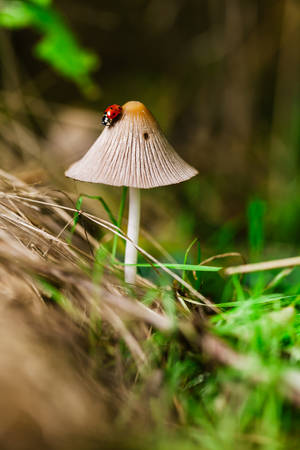 Insect On Top Of Mushroom Wallpaper