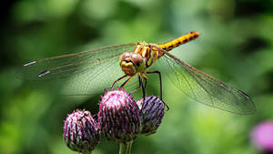 Insect Perched On Flower Buds Wallpaper