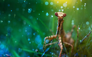 Insect Praying Mantis Wallpaper