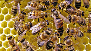 Insect Queen Bee And Swarm Wallpaper