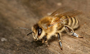 Insect's Body Full Of Hair Wallpaper