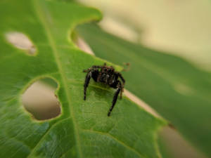 Insect Spider With Black Body Wallpaper