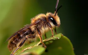 Insect With Blonde Hair Wallpaper