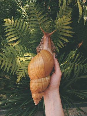 Instagrammable Snail Model Wallpaper