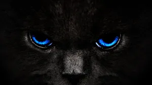 Intense_ Blue_ Eyes_ Black_ Panther Wallpaper