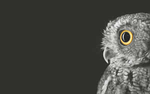 Intense Owl Portrait Wallpaper