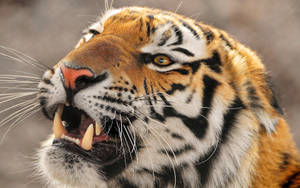 Intensity Of A Tiger's Glare Wallpaper