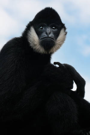 Intimidating Black Gibbon Wallpaper