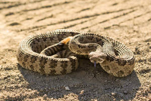 Intricacy Of Nature: Imposing Gopher Snake Showcasing Rough Textures In High-resolution Wallpaper