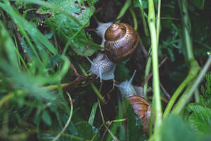 Intricate Beauty Of A Snail Wallpaper