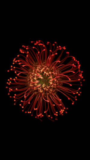 Ios 8 Bright Red Flower Wallpaper