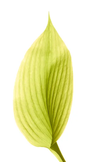 Ios 8 Yellow-green Leaf Wallpaper