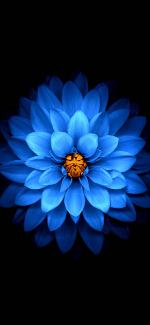 Iphone 11 Pro Max Blue Flower Wallpaper