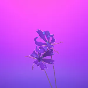 Iphone 11 Purple Flower Hd Wallpaper