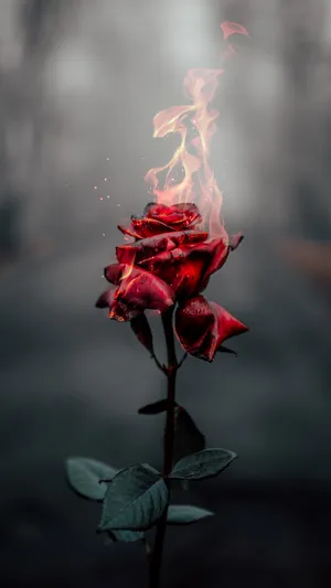 Iphone 12 Pro Max Burning Rose Wallpaper