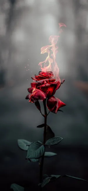 Iphone Aesthetic Flaming Rose Wallpaper