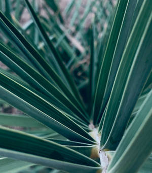 Iphone Xs Max Grass Shot Wallpaper