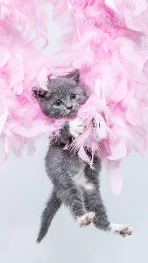 Ipod Touch Gray Kitten On Pink Feathers Wallpaper