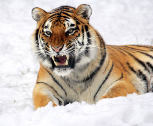 Irate Sharp Fangs Tiger Hd On Snow Wallpaper