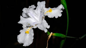 Iris Flower Japonica Wallpaper