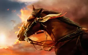 Irish Hunter Horse Face Wallpaper