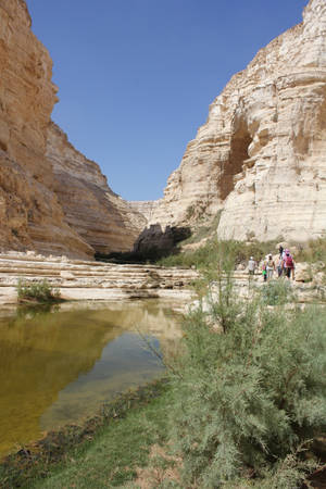 Israel En Avdat Canyon Wallpaper