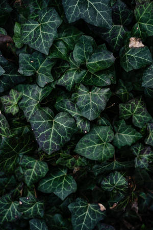 Ivy Plant Aesthetic Wallpaper