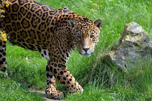 Jaguar At Grassland Wallpaper