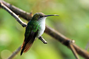 Jamaica's National Bird Wallpaper