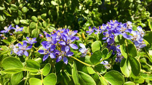 Jamaica's National Flower Wallpaper