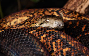 Jamaican Boa Snake Wallpaper