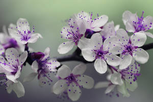 Japanese Cherry Blossom Flowers Wallpaper