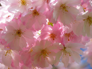 Japanese Cherry Blossom Tree Wallpaper