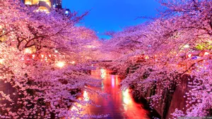 Japanese Cherry Blossoms Wallpaper